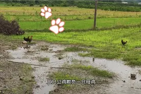 三只公鸡欺负一只母鸡，到底是为了什么？视频封面