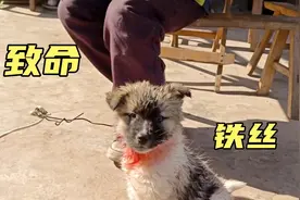 可怜的狗狗被一条铁丝紧紧的勒住脖子，呼吸都困难，活着都遭罪视频封面