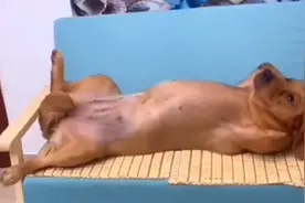 金毛狗狗的仰卧起坐萌宠的呆萌瞬间视频封面