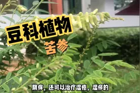 可治疗皮肤瘙痒，阴痒，湿疹，湿疮等病的一味中药苦参视频封面