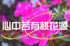 杜鹃花开，一路繁花似锦，打扮了春天，点亮了来赏春人的心情，美视频封面