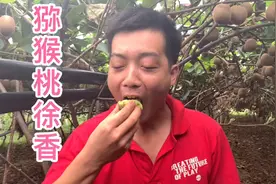 天然绿色水果猕猴桃徐香，香甜可口多肉多汁，想尝鲜的联系小何视频封面