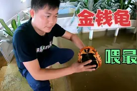 龟粮泡水喂养还是干喂？金钱龟养殖户是如何突破，给最好！