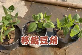 都说豆角要窝栽，格格妈单颗和三四颗一窝做个对比实验视频封面