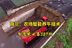智慧农业287期：荷兰农场智能养牛技术！一个人可以轻松养千头牛