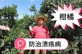 龙克均，杀细菌，防治柑橘溃疡病，就用龙克均视频封面