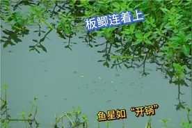这鱼情太“暴躁”了吧？不起眼的臭水沟，板鲫成群，漂下去就回顶视频封面