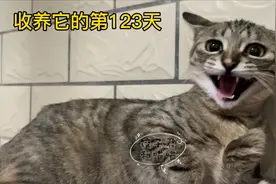 收养流浪猫第123天，突然凶我还伸手打我，我被吓得直接教训它！视频封面