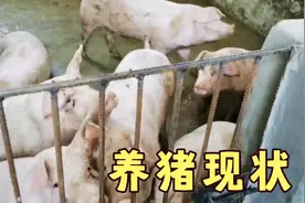 面对猪肉下跌，带大家看看投资20万的小型养猪场，现在情况如何视频封面