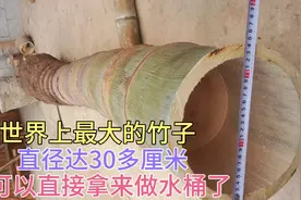 世界上最大的竹子 直径达30多厘米 可以直接拿来做水桶了视频封面