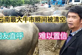 堪称水牛聚集地的云南牛市市场，瞬间被清空，什么情况？视频封面