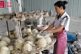 视频｜水湖金蛋破壳求变图片