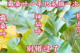 做霜桑叶茶直接清洗就错了多加一步茶香味纯！方法技巧都在学到…视频封面