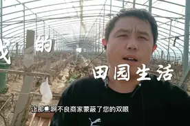 揭秘冷鲜鸡和冷冻鸡避免网友被忽悠视频封面