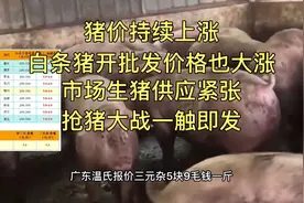 猪价全线飘红，白条猪批发价格上涨，猪肉价格或将上涨，抢猪开始