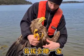 金雕折翼落入水中，好心的杰克和同伴救了他们一家，感谢他们！视频封面