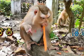 【罗西呕吐】摄影师催产投喂胡萝卜🥕，把罗西吃撑了呕吐个不停视频封面