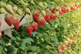 红颜草莓大棚后墙立体种植效果视频封面
