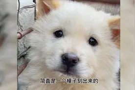 土松确实是田园犬中最温柔的品种视频封面