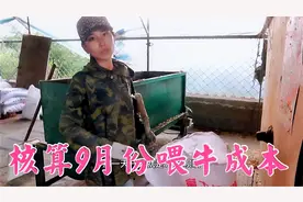 双双核算喂牛成本，30头850斤小牛一天将近600块，这样还能赚钱？视频封面