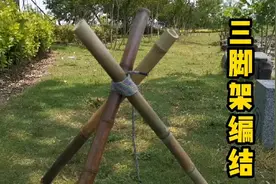三脚架结快速编法，可用于晾衣架、营地篝火、工程搭台等稳定牢固视频封面
