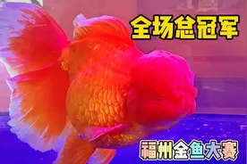2021年福州金鱼大赛全场总冠军，红白泰狮，飞艺金鱼出品视频封面