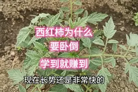 西红柿生长中为什么要卧倒？其中的原理是什么？你真的知道吗？视频封面