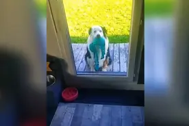 主人，你看，我给你带什么宝贝来了😂