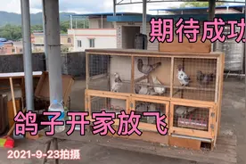 第一次养鸽子，养了一个月笼养，开家放飞上蓝天，我成功了很开心