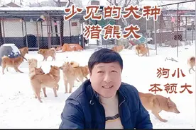 到猎犬养殖场看，狗体小，却能抓熊的稀少猎熊犬啥样视频封面