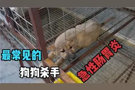土狗养殖 死亡率最高的病急性肠胃炎 看了小伙的视频治疗如此简单视频封面