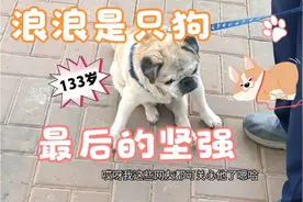 狗狗19岁，相当于人类133岁。每天主人带他溜达溜达，大叔79岁啦