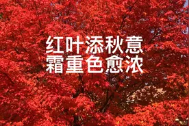 滑铁卢大学毕业典礼季，校园里的红枫妩媚多姿。视频封面