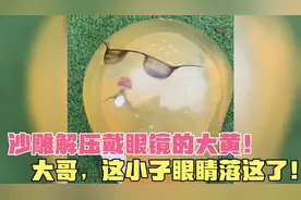 爆笑！沙雕解压戴眼镜的大黄，史前生物，梭哈了！视频封面