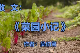 散文《菜园小记》，作者吴伯箫。自己动手丰衣足食，充满劳动乐趣视频封面