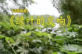 每天一篇朗诵《绿叶的交响》金波，一片树叶，一支歌曲，一部合唱视频封面