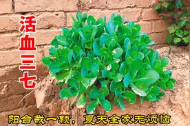 植物长药八宝，又叫活血三七，家里栽一颗，夏天家里无烦恼！视频封面