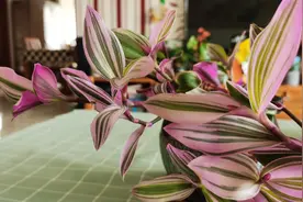 婚礼油画吊兰，施肥有“窍门”，做对了，新芽多，叶子美视频封面