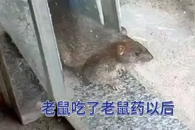 老鼠，吃了老鼠药，肚子好像胀起来了？视频封面
