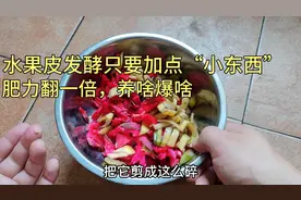 水果皮发酵只要加点“小东西”，肥力翻一倍，养花种菜，养啥爆啥