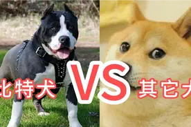 哪些品种的狗打得过比特犬，难道比特犬就是无敌的存在吗？视频封面