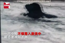 万物皆有灵！小狗被激流冲走生命堪忧，同伴不顾危险跳河用嘴救起视频封面