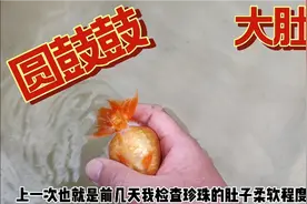 兰寿金鱼一肚子鱼籽，圆鼓鼓的大肚子游来游去，这是满眼的鱼苗视频封面