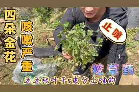 四朵金花不小心着凉感冒，奶爸听说这土方法有效，立马去挖一大袋视频封面