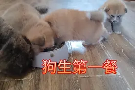小狗满月第一餐该怎么喂？它们会喜欢吃吗？大狗的表现太好笑视频封面