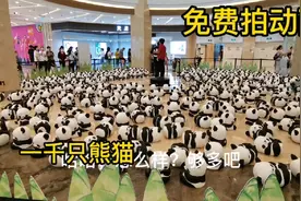 石家庄天河方圆荟迎来一千只熊猫！那能改变日益萧条的景象吗？视频封面