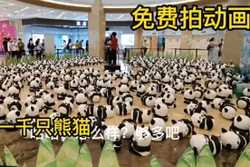 石家庄天河方圆荟迎来一千只熊猫！那能改变日益萧条的景象吗？视频封面