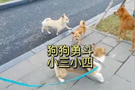 出门遛狗狗，偶遇帅哥狗，狗狗勇斗小三小四，有情狗终成眷属😀。视频封面
