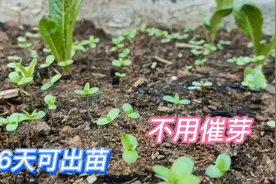 冬天茼蒿种子出苗慢？按这几个步骤来播种，发芽快，6天全出苗视频封面