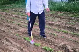 给白菜苗喷施小苏打水的兑比；喷洒时间；喷洒的气象条件视频封面